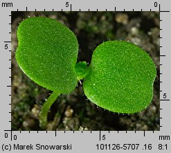 Galinsoga parviflora siewka (rozwój żółtlicy drobnokwiatowej )