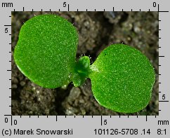 Galinsoga parviflora siewka (rozwój żółtlicy drobnokwiatowej )