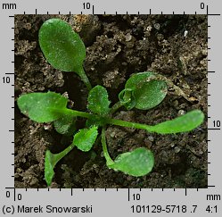 Arabidopsis thaliana siewka (rozwój rzodkiewnika pospolitego)