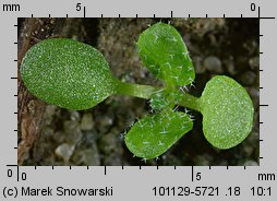 Arabidopsis thaliana siewka (rozwój rzodkiewnika pospolitego)