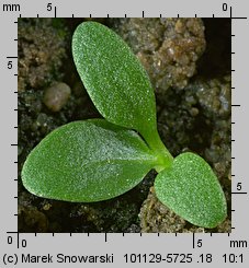 Plantago major (babka zwyczajna)