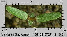 Chenopodium glaucum siewka (rozwój komosy siniej)