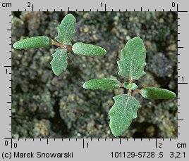 Chenopodium glaucum siewka (rozwój komosy siniej)