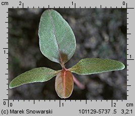 Amaranthus retroflexus siewka (rozwój szarłatu szorstkiego)