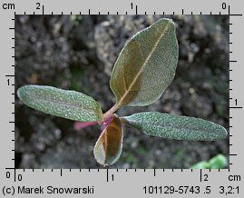 Amaranthus retroflexus siewka (rozwój szarłatu szorstkiego)