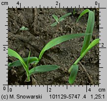 Setaria pumila siewka (rozwój włośnicy sinej)