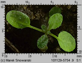 Arabidopsis thaliana siewka (rozwój rzodkiewnika pospolitego)