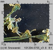 Heracleum sphondylium ssp. trachycarpum (barszcz zwyczajny karpacki)