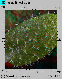 Arabidopsis thaliana siewka (rozwój rzodkiewnika pospolitego)