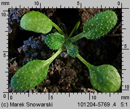 Arabidopsis thaliana siewka (rozwój rzodkiewnika pospolitego)