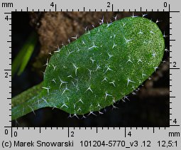 Arabidopsis thaliana siewka (rozwój rzodkiewnika pospolitego)