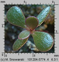 Portulaca oleracea (portulaka pospolita)