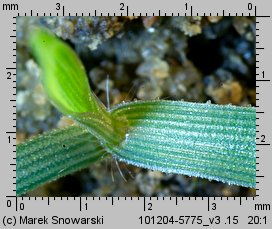 Eragrostis minor (miłka drobna)