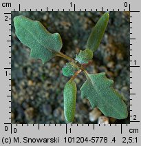 Chenopodium glaucum siewka (rozwój komosy siniej)