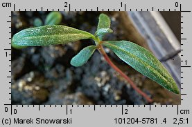 Polygonum lapathifolium ssp. pallidum (rdest szczawiolistny gruczołowaty)