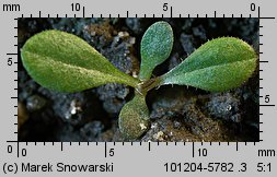 Solidago gigantea siewka (rozwój nawłoci późnej)