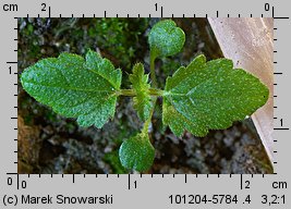 Urtica dioica siewka (rozwój pokrzywy zwyczajnej)