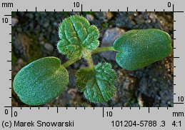 Lamium amplexicaule (jasnota różowa)