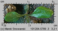 Solidago gigantea siewka (rozwój nawłoci późnej)