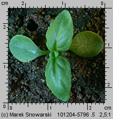 Epilobium obscurum (wierzbownica rózgowata)