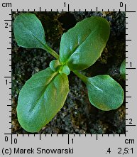 Epilobium obscurum (wierzbownica rózgowata)