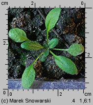 Arabidopsis thaliana siewka (rozwój rzodkiewnika pospolitego)