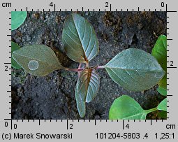 Amaranthus retroflexus siewka (rozwój szarłatu szorstkiego)