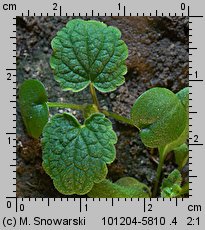 Lamium purpureum (jasnota purpurowa)