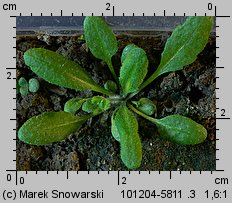 Arabidopsis thaliana siewka (rozwój rzodkiewnika pospolitego)