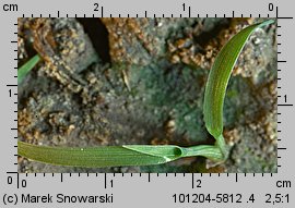 Echinochloa crus-galli (chwastnica jednostronna)