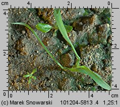 Echinochloa crus-galli siewka (rozwój chwastnicy jednostronnej)