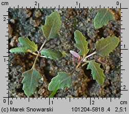 Chenopodium glaucum siewka (rozwój komosy siniej)