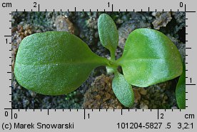 Plantago major (babka zwyczajna)