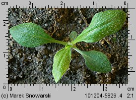 Conyza canadensis (konyza kanadyjska)