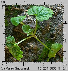 Lamium purpureum siewka (rozwój jasnoty purpurowej)