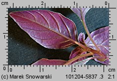 Amaranthus retroflexus siewka (rozwój szarłatu szorstkiego)