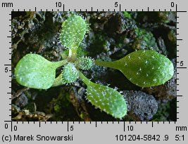 Arabidopsis thaliana siewka (rozwój rzodkiewnika pospolitego)