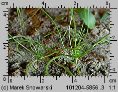 Spergula arvensis siewka (rozwój sporka polnego)