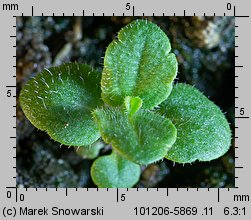 Veronica arvensis siewka (rozwój przetacznika polnego)