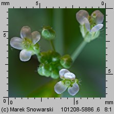 Arabidopsis thaliana siewka (rozwój rzodkiewnika pospolitego)