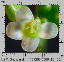 Arabidopsis thaliana siewka (rozwój rzodkiewnika pospolitego)