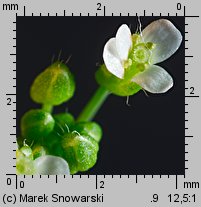 Arabidopsis thaliana siewka (rozwój rzodkiewnika pospolitego)