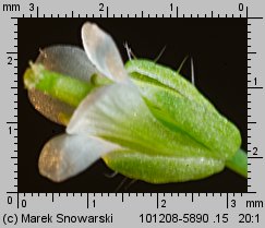 Arabidopsis thaliana siewka (rozwój rzodkiewnika pospolitego)