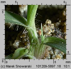 Eragrostis minor (miłka drobna)