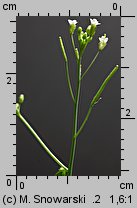 Arabidopsis thaliana siewka (rozwój rzodkiewnika pospolitego)