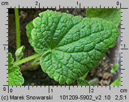 Lamium purpureum (jasnota purpurowa)