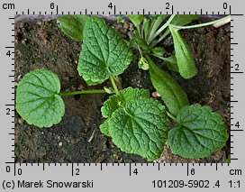 Lamium purpureum (jasnota purpurowa)