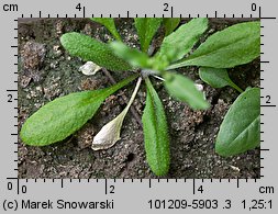 Arabidopsis thaliana siewka (rozwój rzodkiewnika pospolitego)