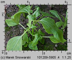 Galinsoga parviflora siewka (rozwój żółtlicy drobnokwiatowej )