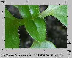 Galinsoga parviflora siewka (rozwój żółtlicy drobnokwiatowej )